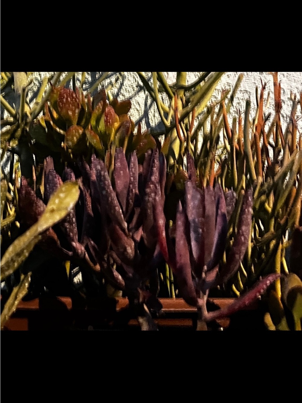 Beautiful burgundy pencil like succulent plant cuttings - Picture 7 of 7